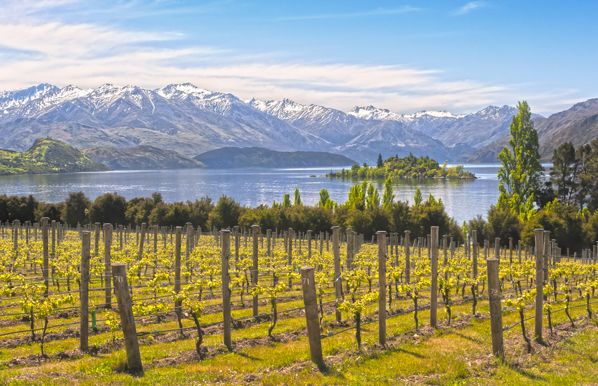 New Zealand wines: characteristics and pairings